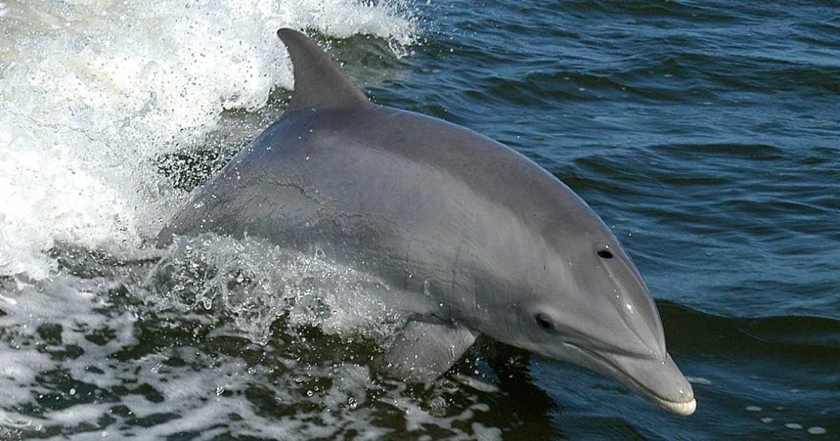 I delfini "baresi": �� possibile ammirarli anche vicino alla costa, ma mancano studi su di loro�